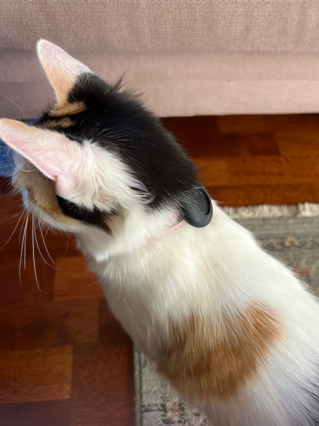 Customer photo review of AirTrackTag Kattpaket