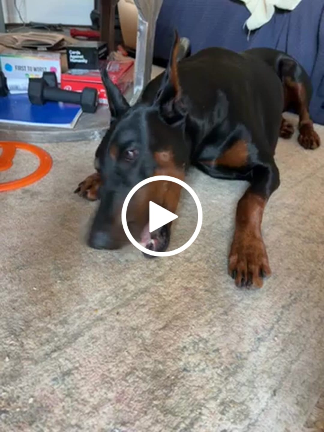Customer video review of Long-Lasting Yak Chews — 4 Flavor Pack