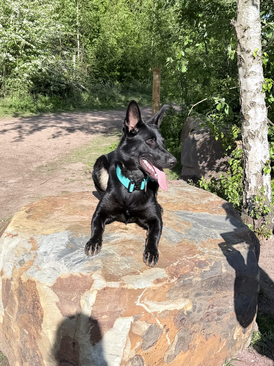 Customer photo review of 5cm Combat® Collar | With Handle & Secure Clip - Turquoise