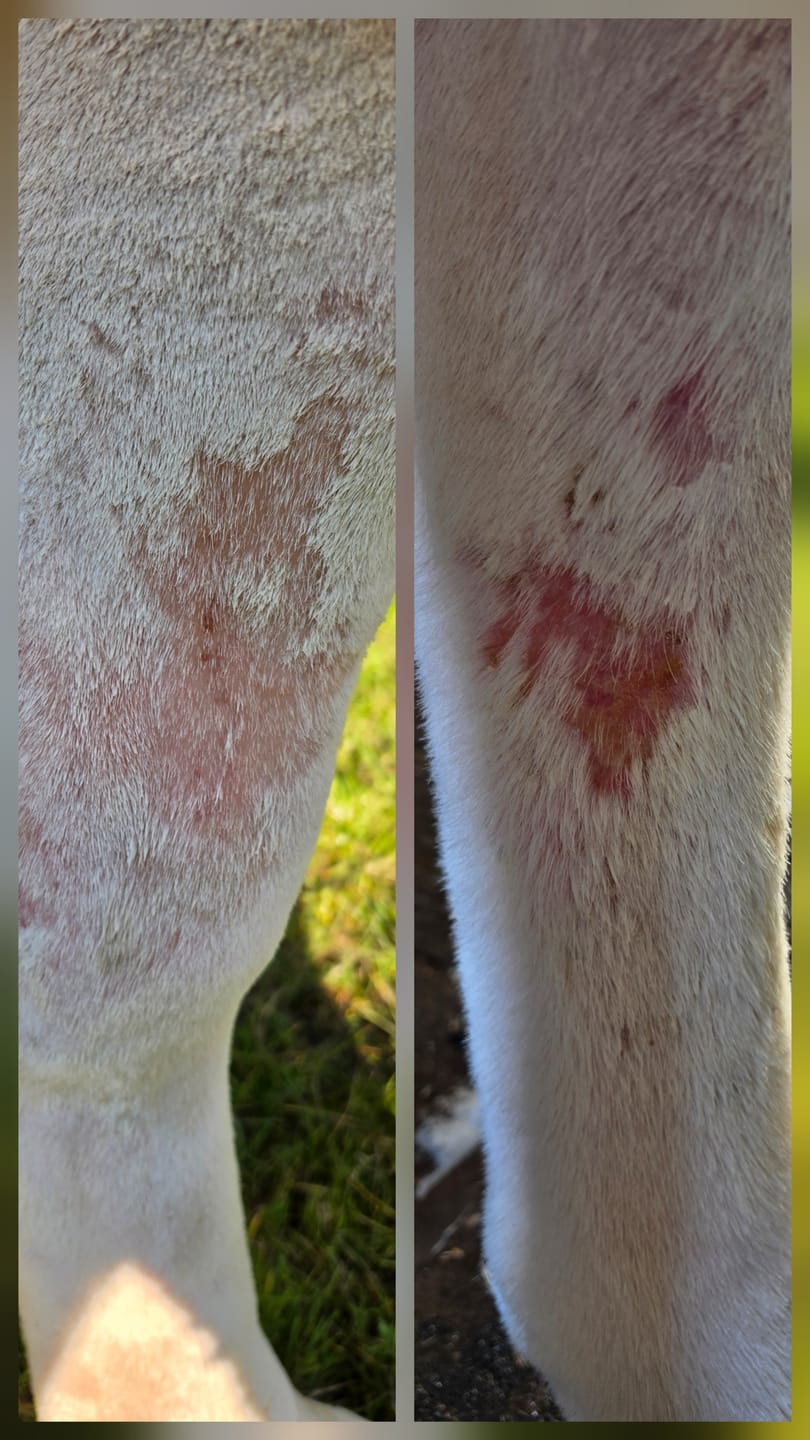 Customer photo review of Horse Spray