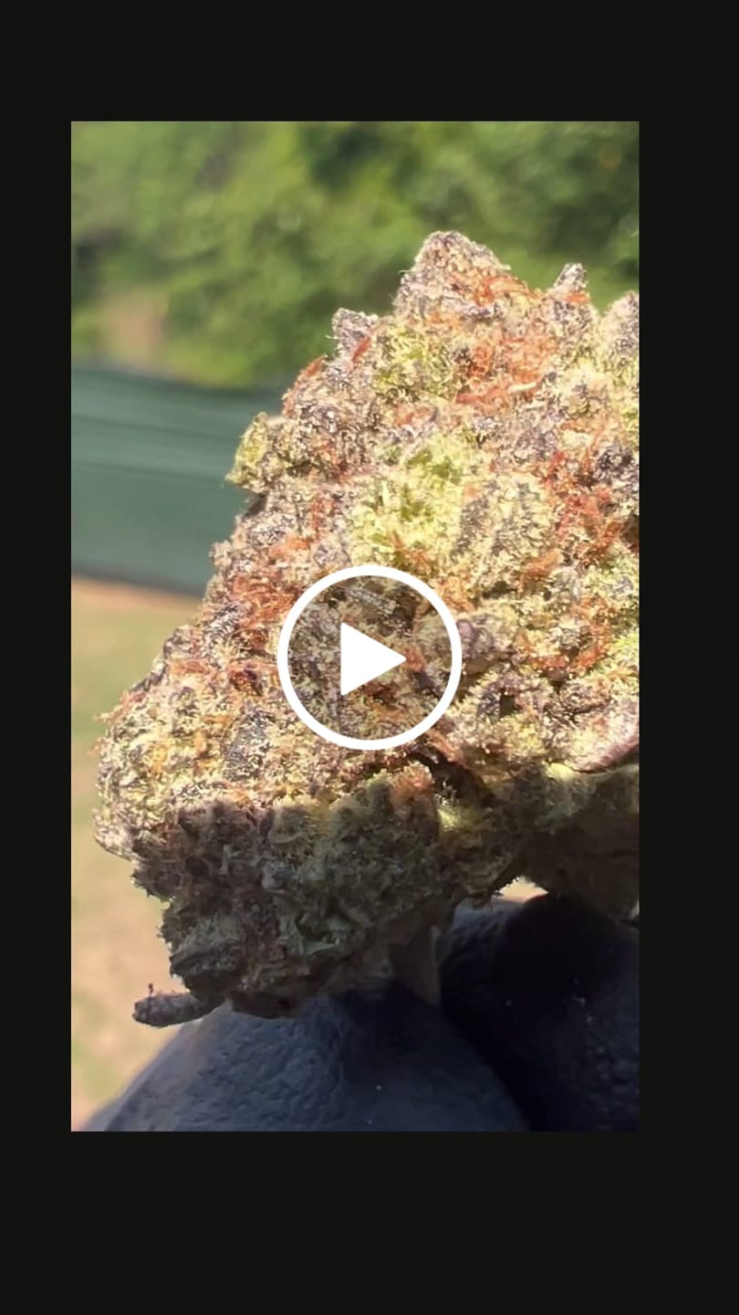 Customer video review of Platinum Bubba Indoor - Bulk - Indica