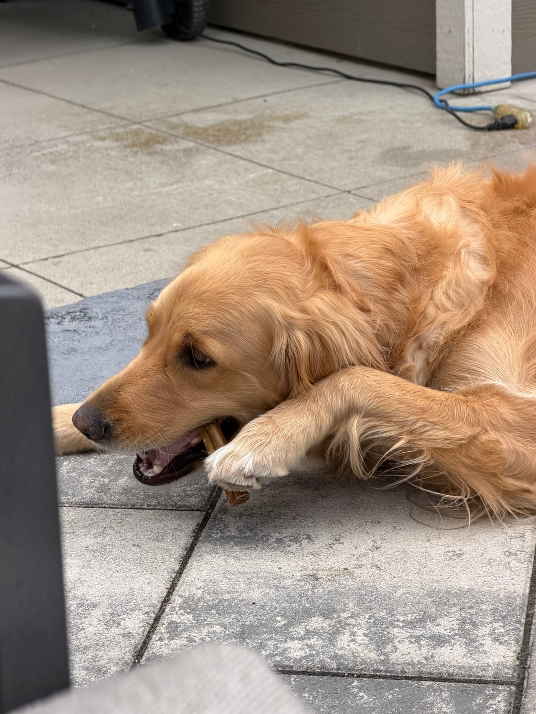 Customer photo review of 10-12 Inch Champion Chew