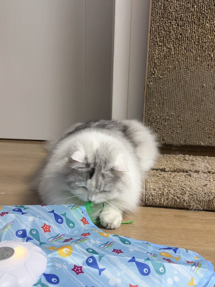Customer photo review of Teasing UFO (Cats)