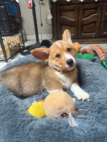Cliente muestra a su cachorro Corgi acostado en la Cama Antiestrés para Perros gris con juguetes.