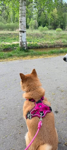 Customer photo review of Anti Pull Hurricane Harness Lighter | With Handle - Carminerose