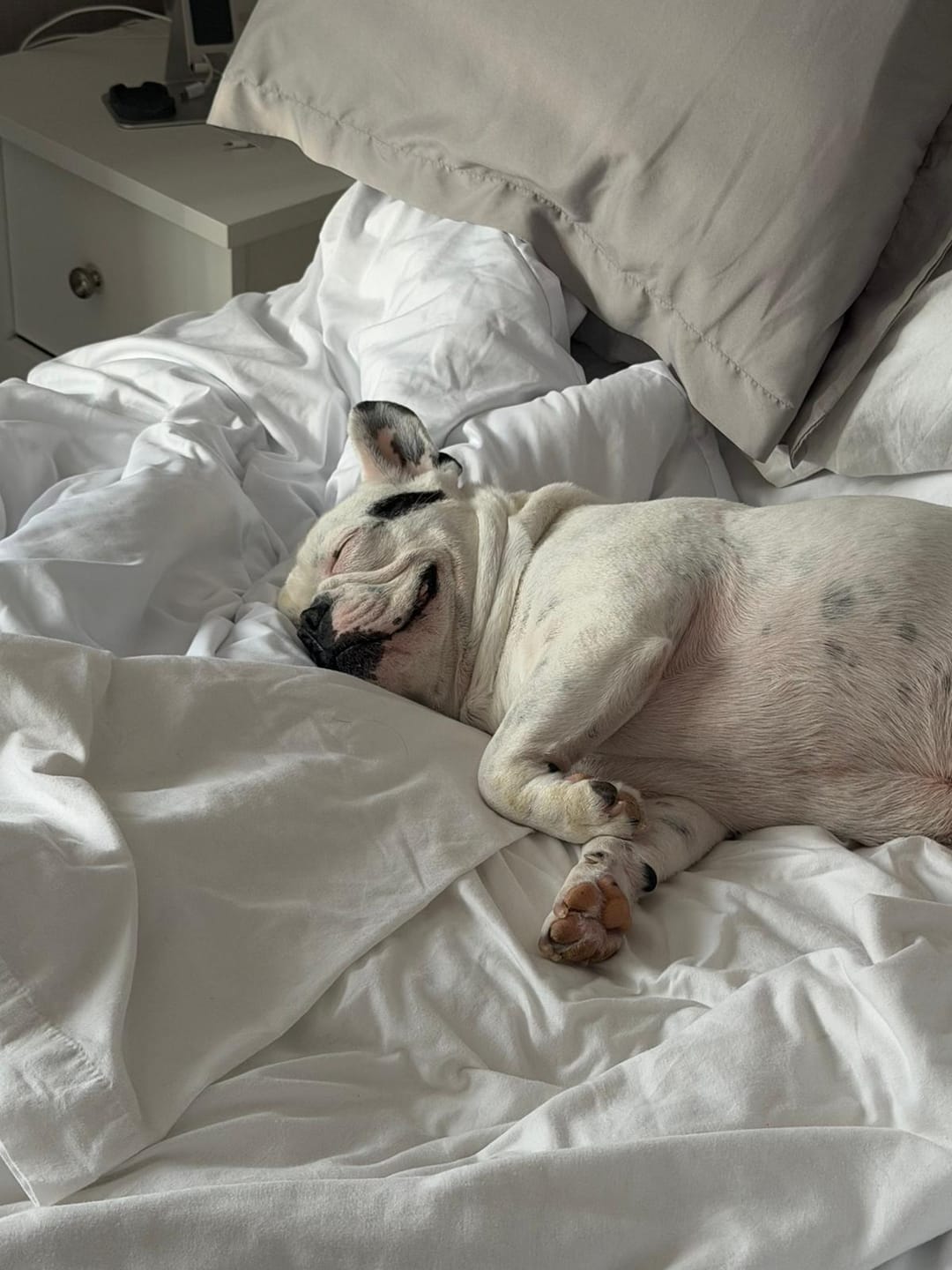 Customer photo review of Dog Gel