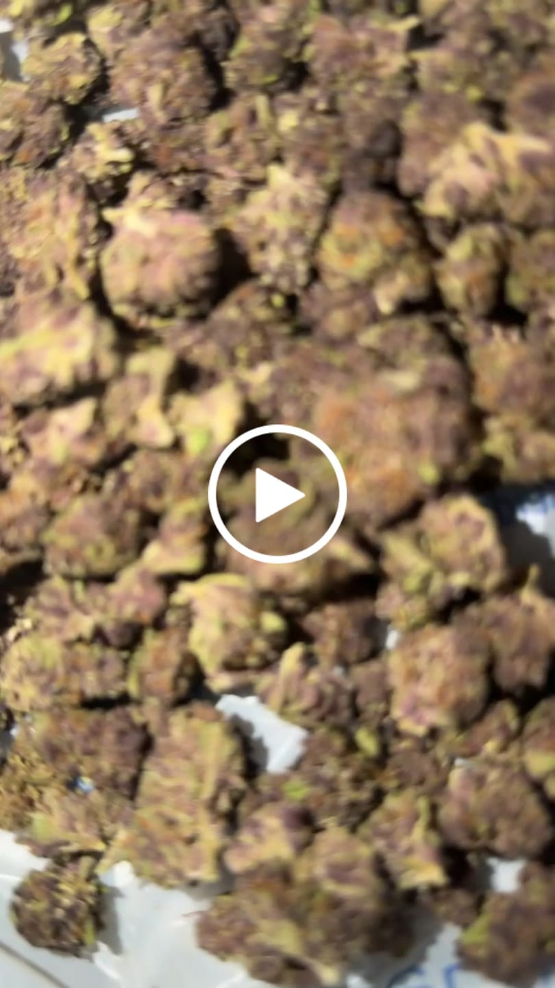 Customer video review of Granddaddy Purple - 14 Grams - Indica