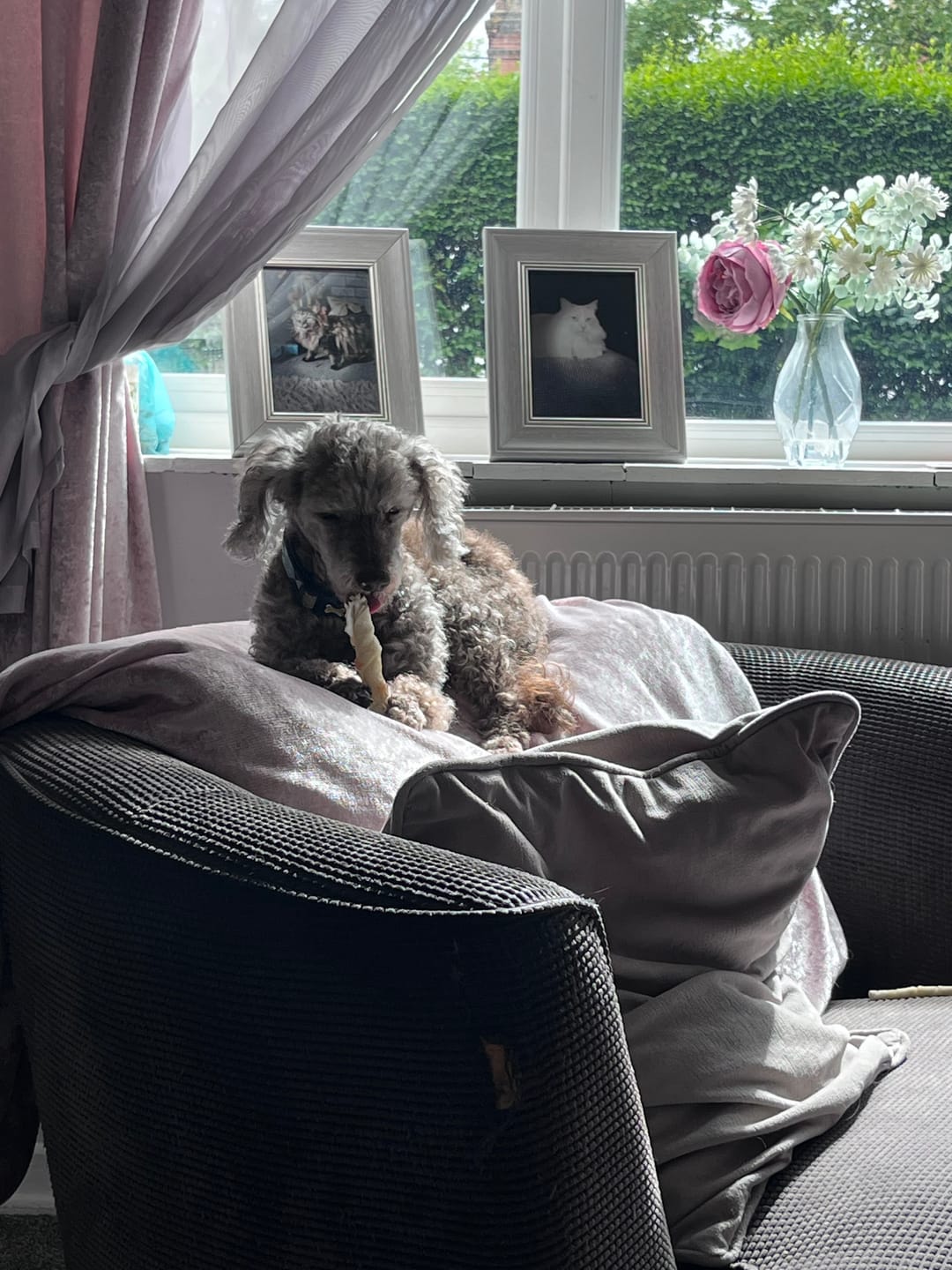 Customer photo review of Total Urinary Care Supplement For Dogs