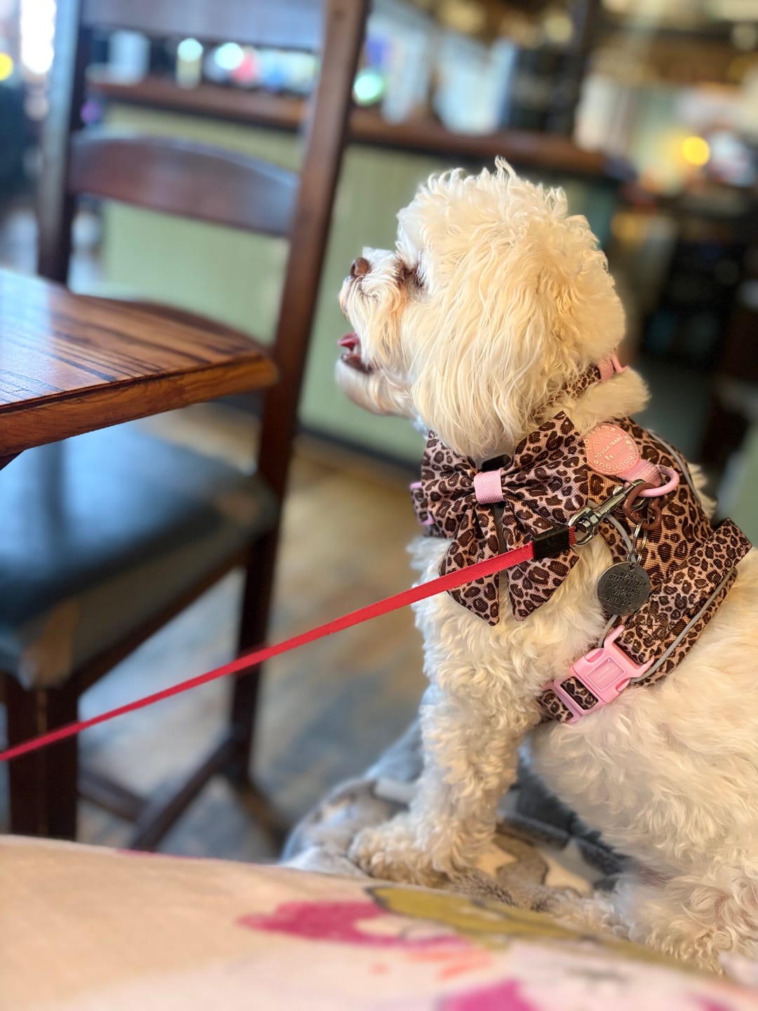 Customer photo review of Tough Trails™ Harness -  Leopard Print