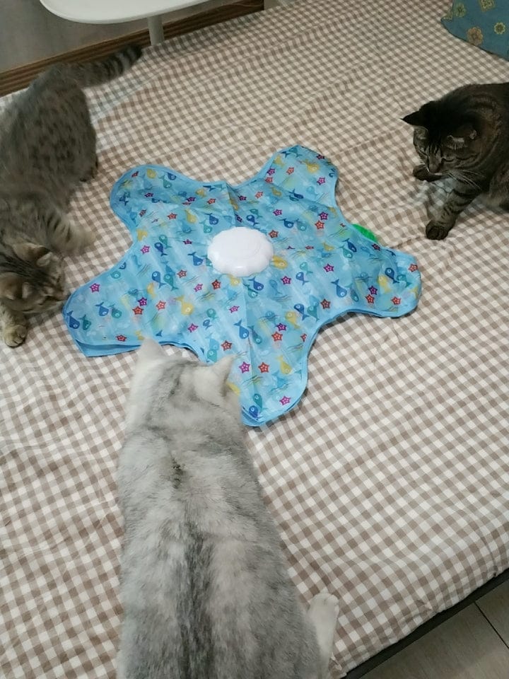 Customer photo review of Teasing UFO (Cats)