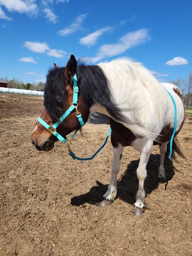 Customer photo review of Turquoise Horse Halter - (7 Days)