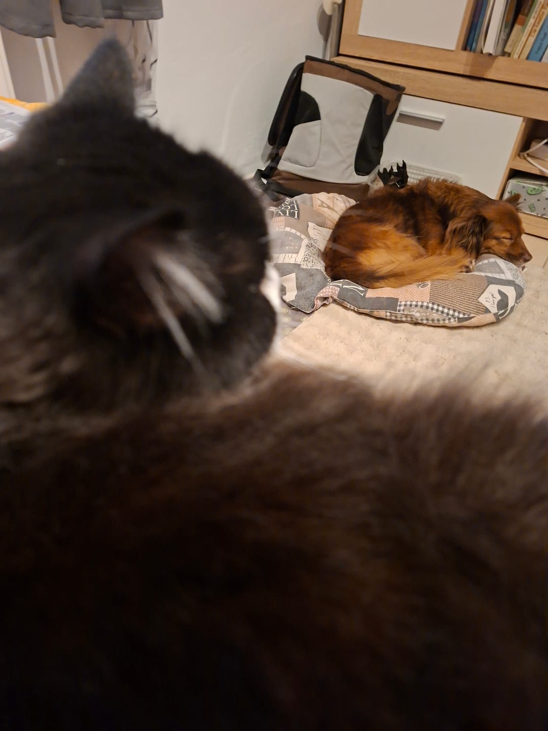 Customer photo review of MUTINO, shampoo cani e gatti sbrogliante e perdita muta