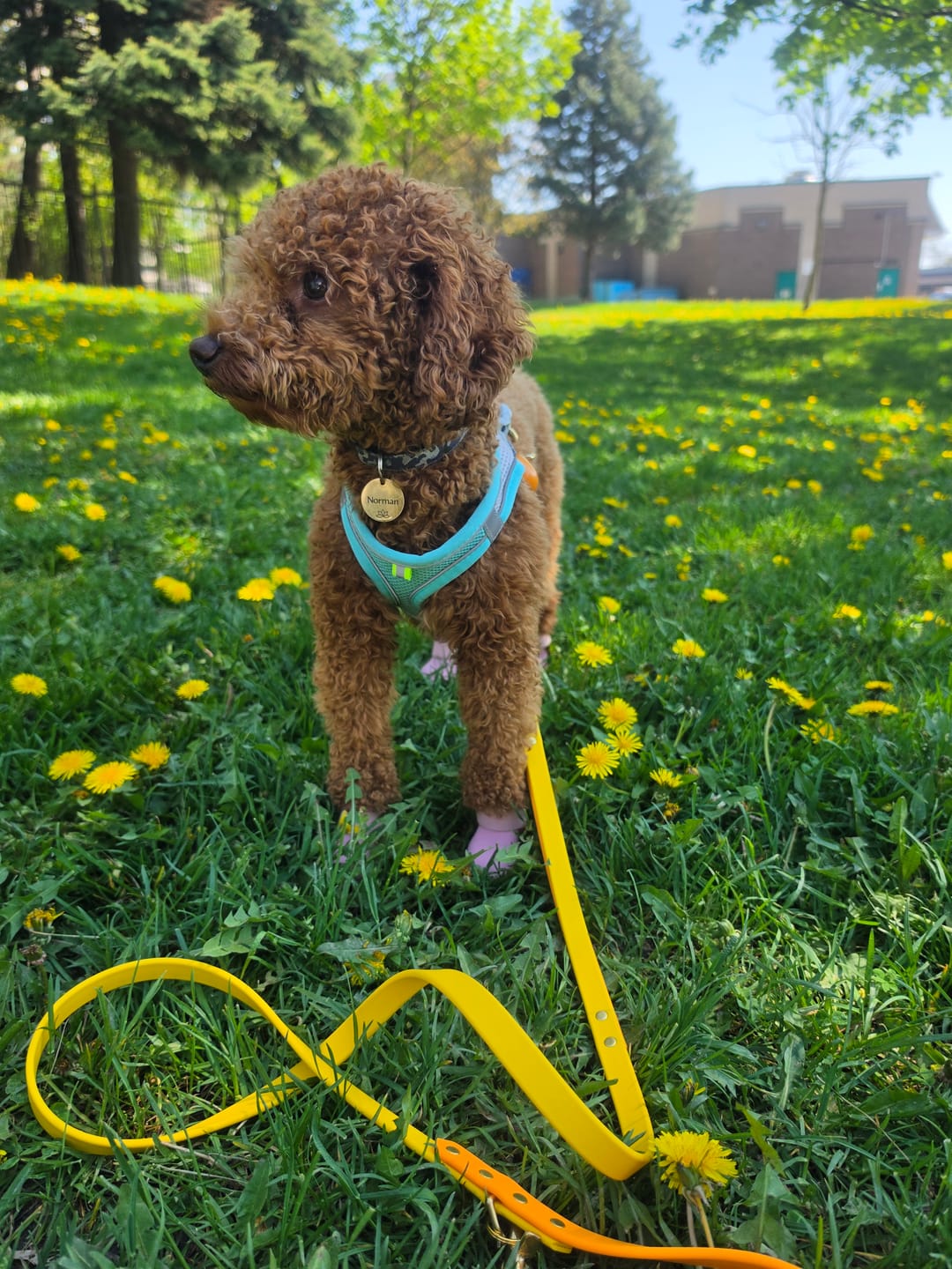 Customer photo review of Biothane Traffic Handle Dog Leash