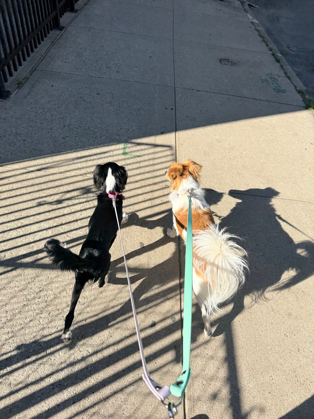 Customer photo review of Waterproof Two Dog Leash / Two Dog Leash Splitter | Built with BioThane®