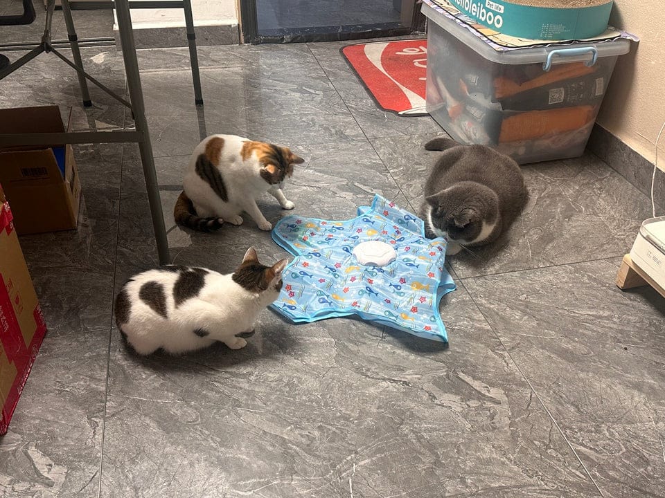 Customer photo review of Teasing UFO (Cats)