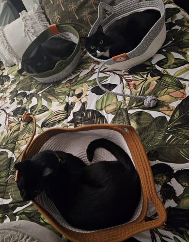 Customer photo review of Instinct Basket | Meet the first research-backed natural territory for indoor cats