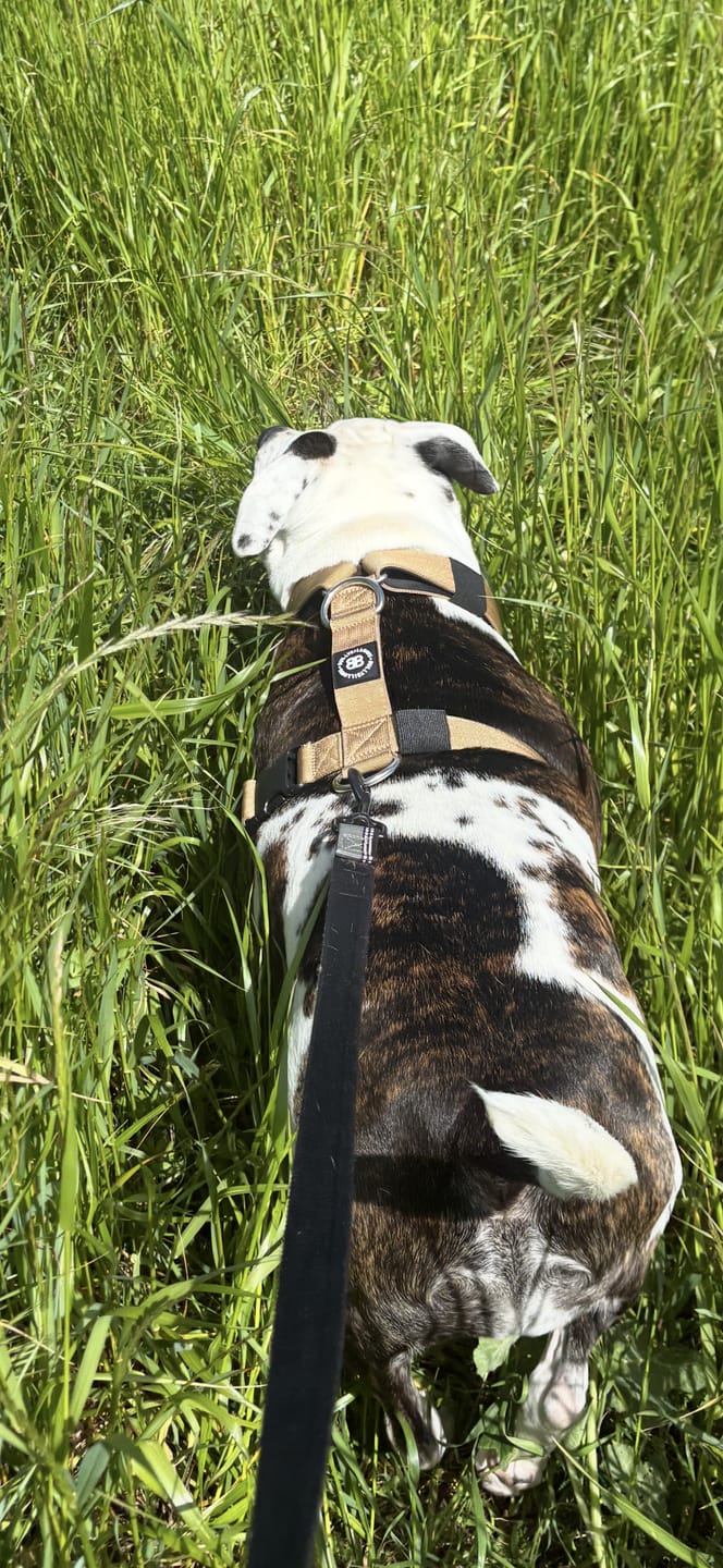 Customer photo review of Anti-Pull TRI-Harness® | Training Dog Harness for All Breeds - Tan
