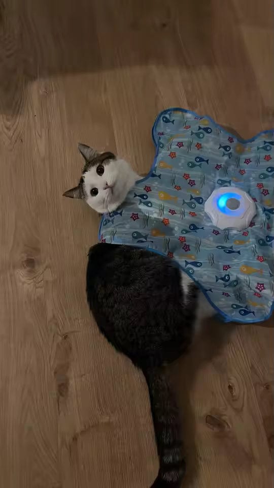 Customer photo review of Teasing UFO (Cats)