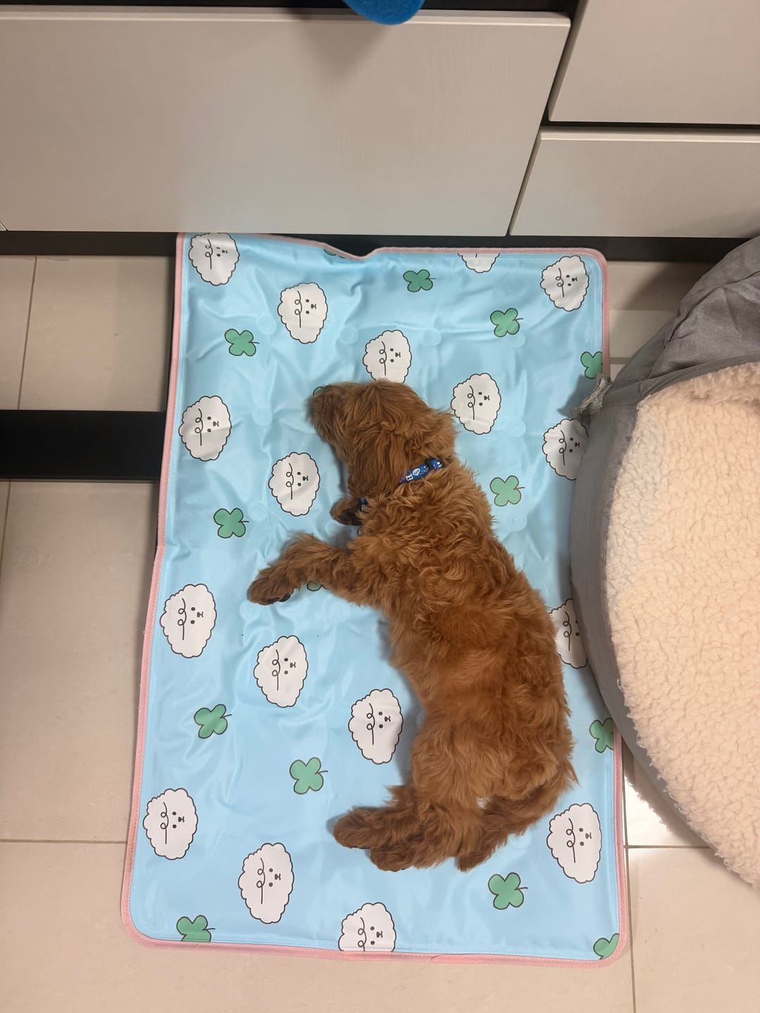 Customer photo review of My Buddy Cool Mat (NEW!)