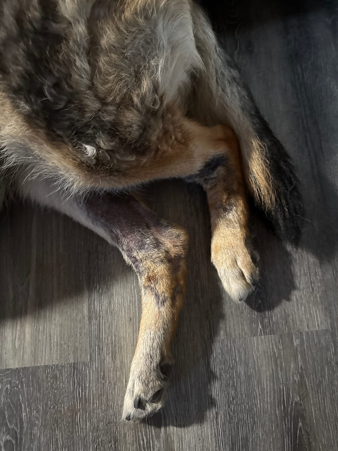 Customer photo review of TRIO PEAU pour chiens et chats : DIGI, TOXY, PEASY
