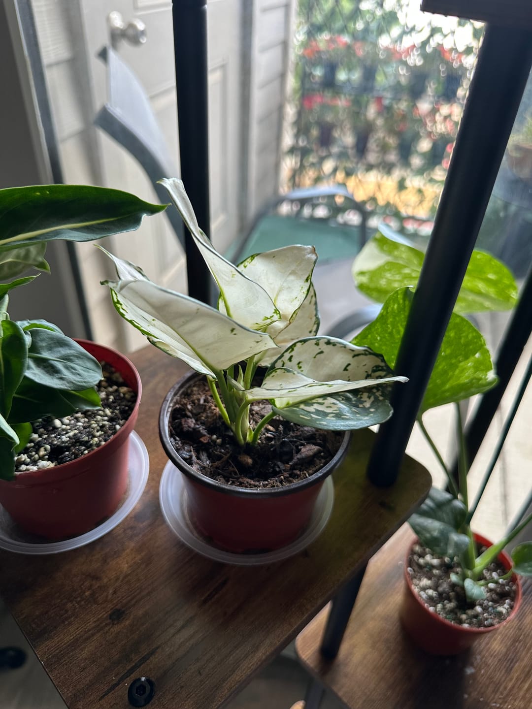 Customer photo review of Aglaonema 'Super White'