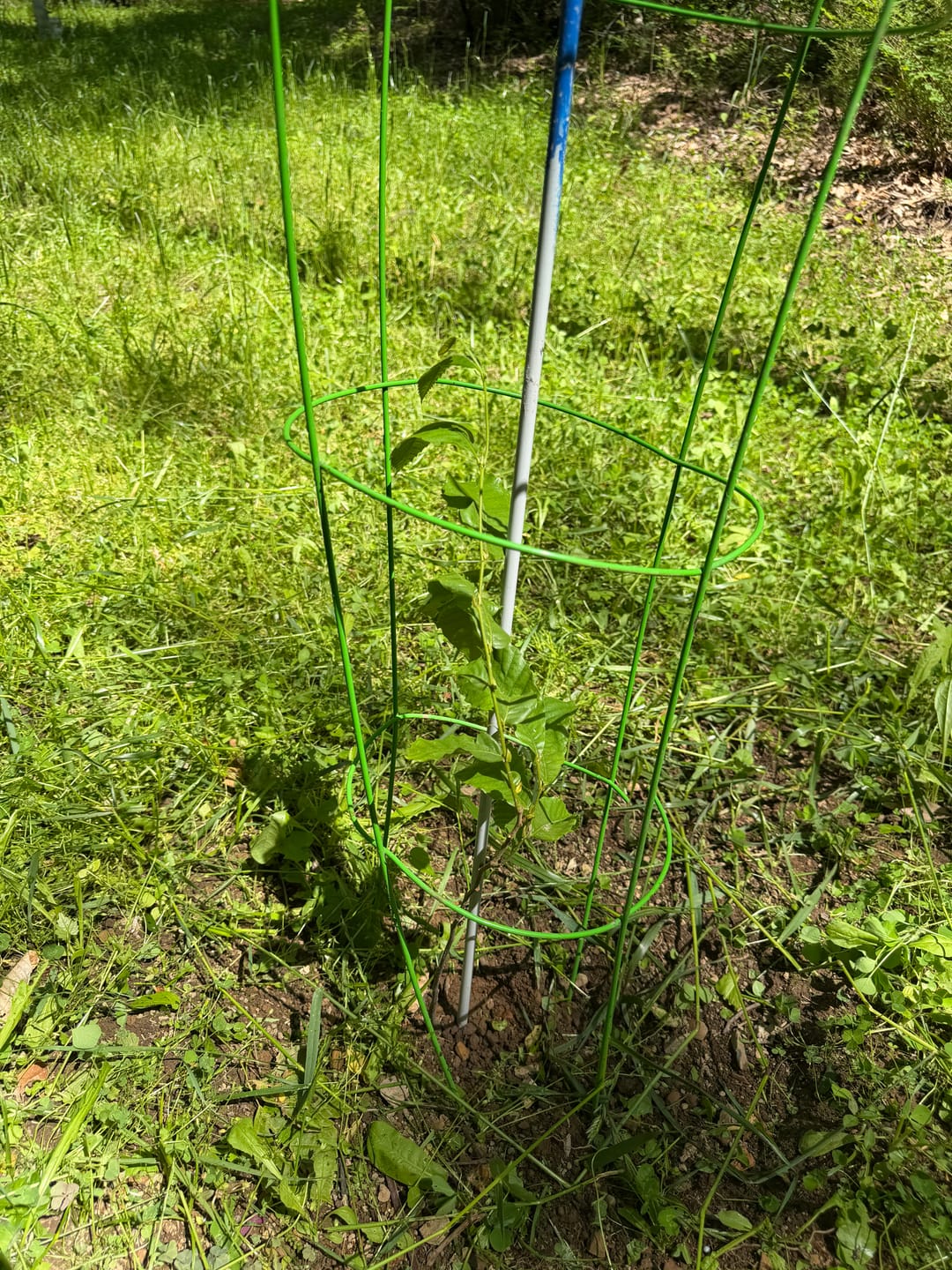 Customer photo review of Late Drop Hybrid Chestnut