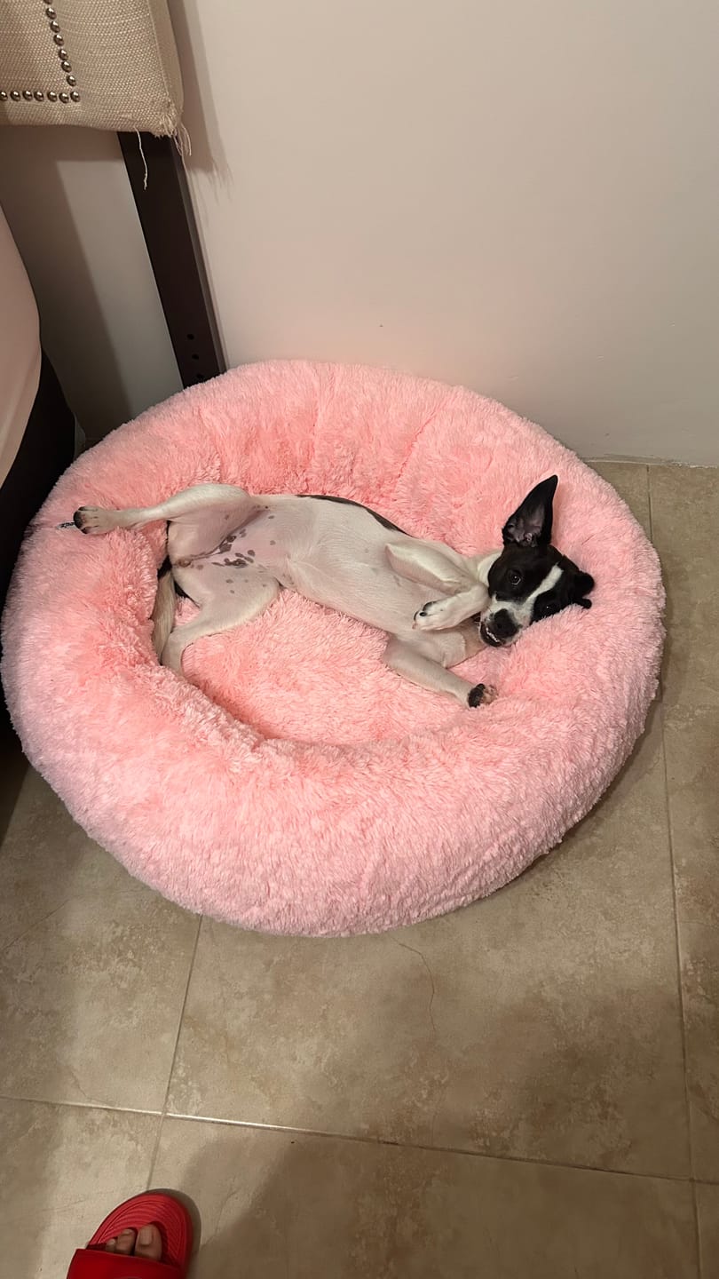 Customer photo review of Funda Lino para Cama Antiestrés para Perros