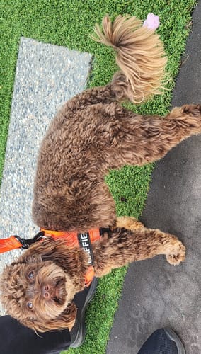 Customer photo review of The Good Dog Harness