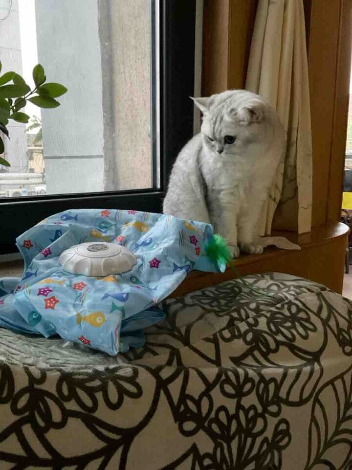 Customer photo review of Teasing UFO (Cats)