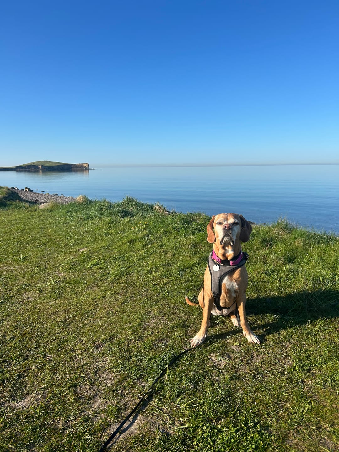 Customer photo review of Probio Belly Snacks für Hunde mit BIOTICS³-Komplex: Präbiotika, Probiotika & Postbiotika