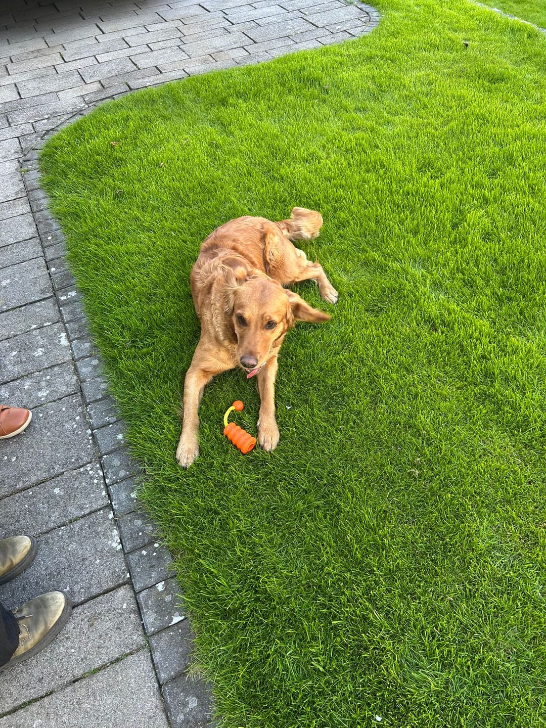 Customer photo review of Strotonin Dog Support