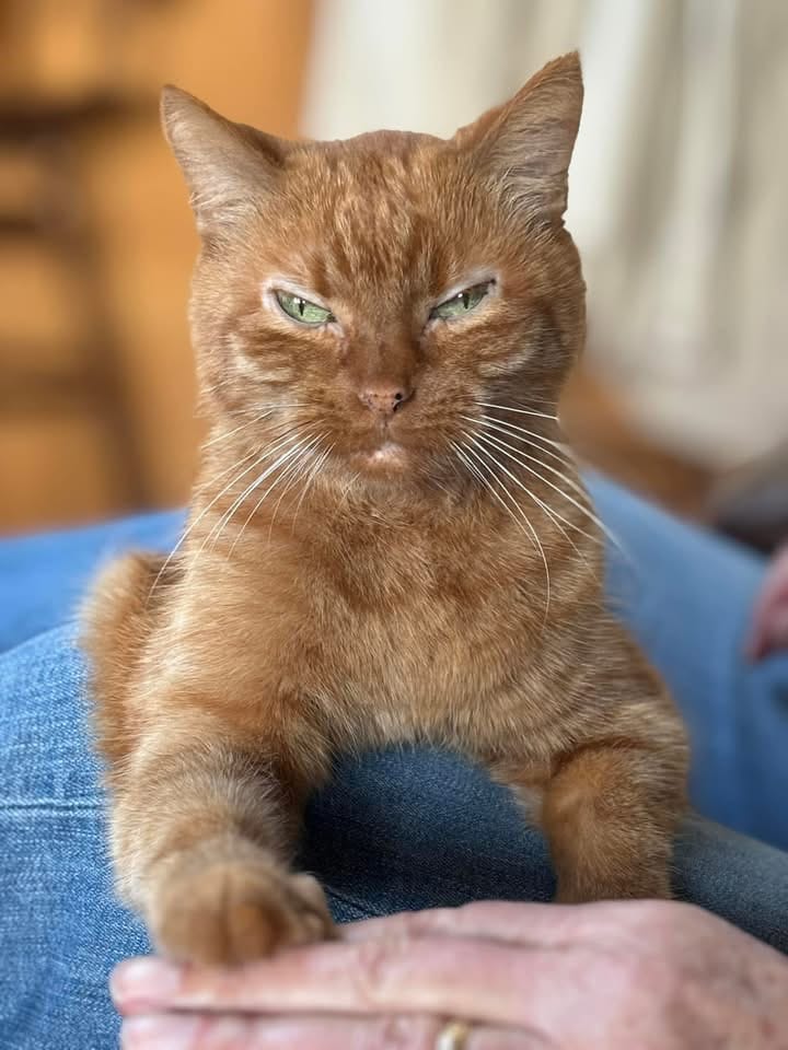 Customer photo review of Blisso Advanced Cat Probiotic