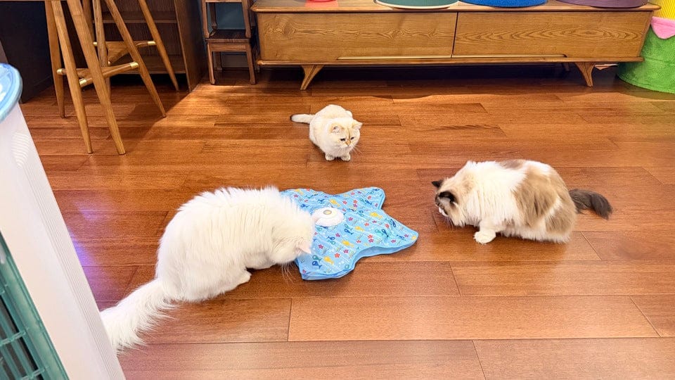 Customer photo review of Teasing UFO (Cats)