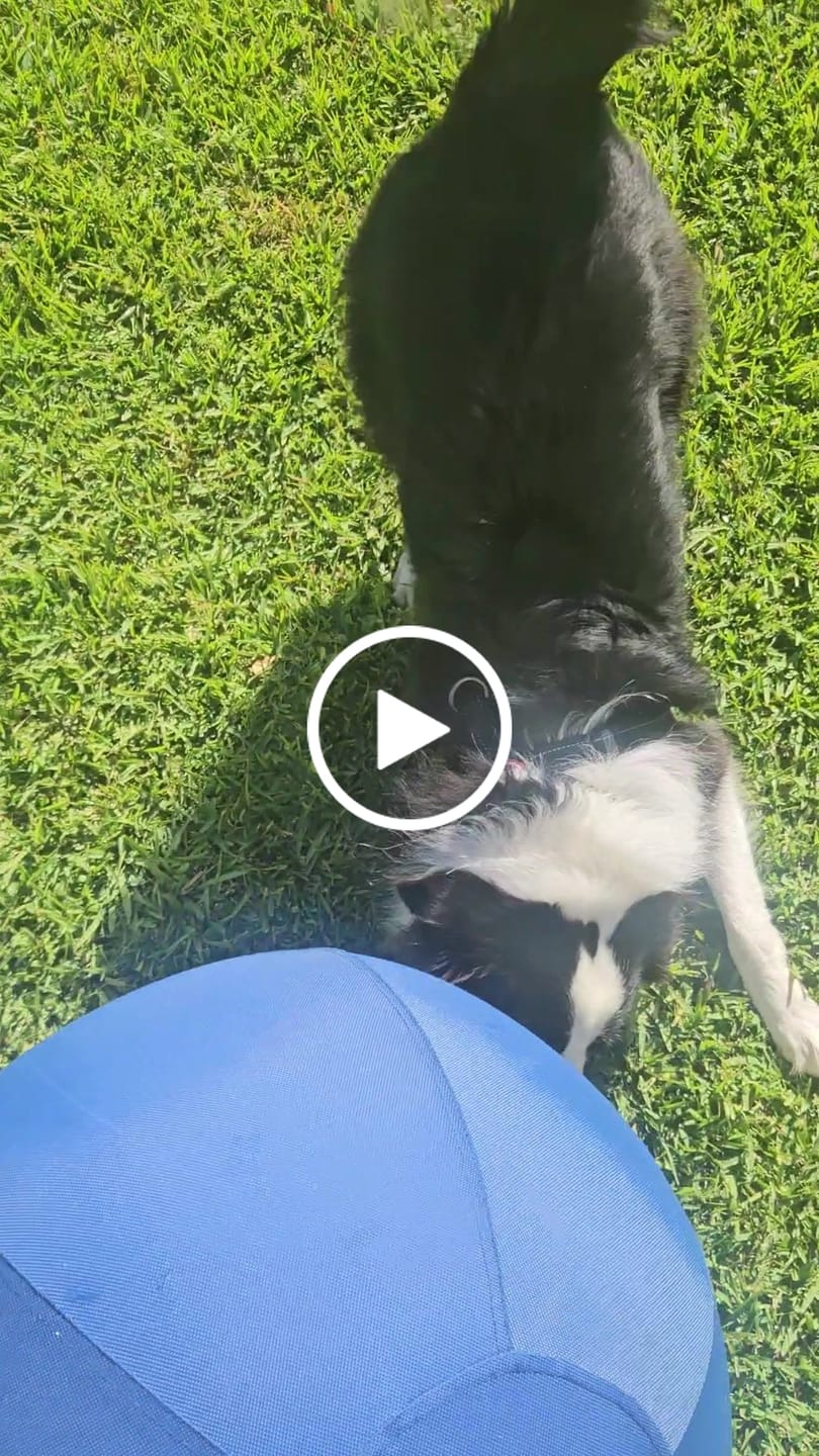 Customer video review of Herding Ball