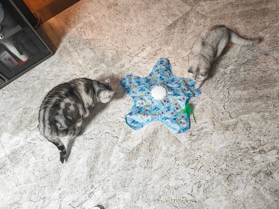 Customer photo review of Teasing UFO (Cats)