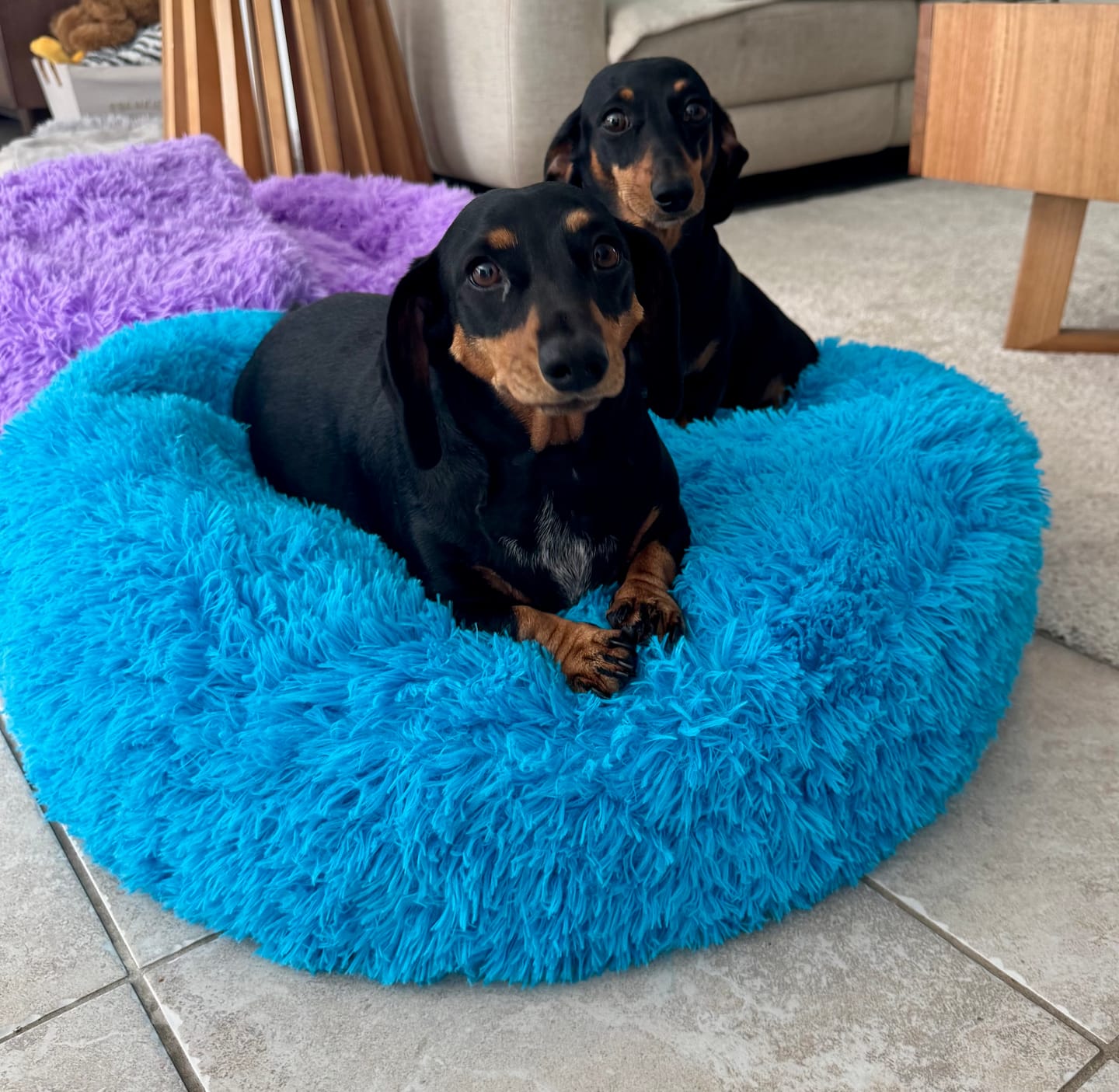 Customer photo review of Dachy-Doo Burrow Bed™