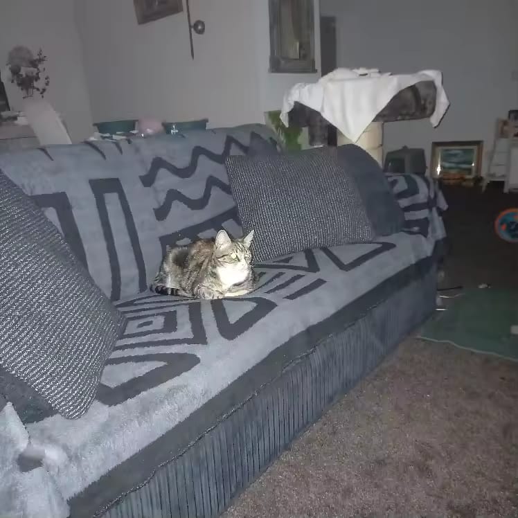 Customer photo review of Velvet Sofa Cover – Geometric Jacquard Protector