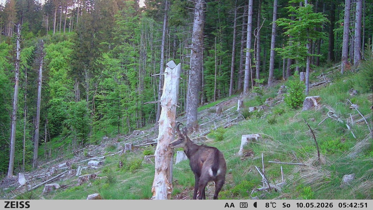 Customer photo review of Salzspray Anis - Lockmittel Rehwild, Schwarzwild, Rotwild und Damwild