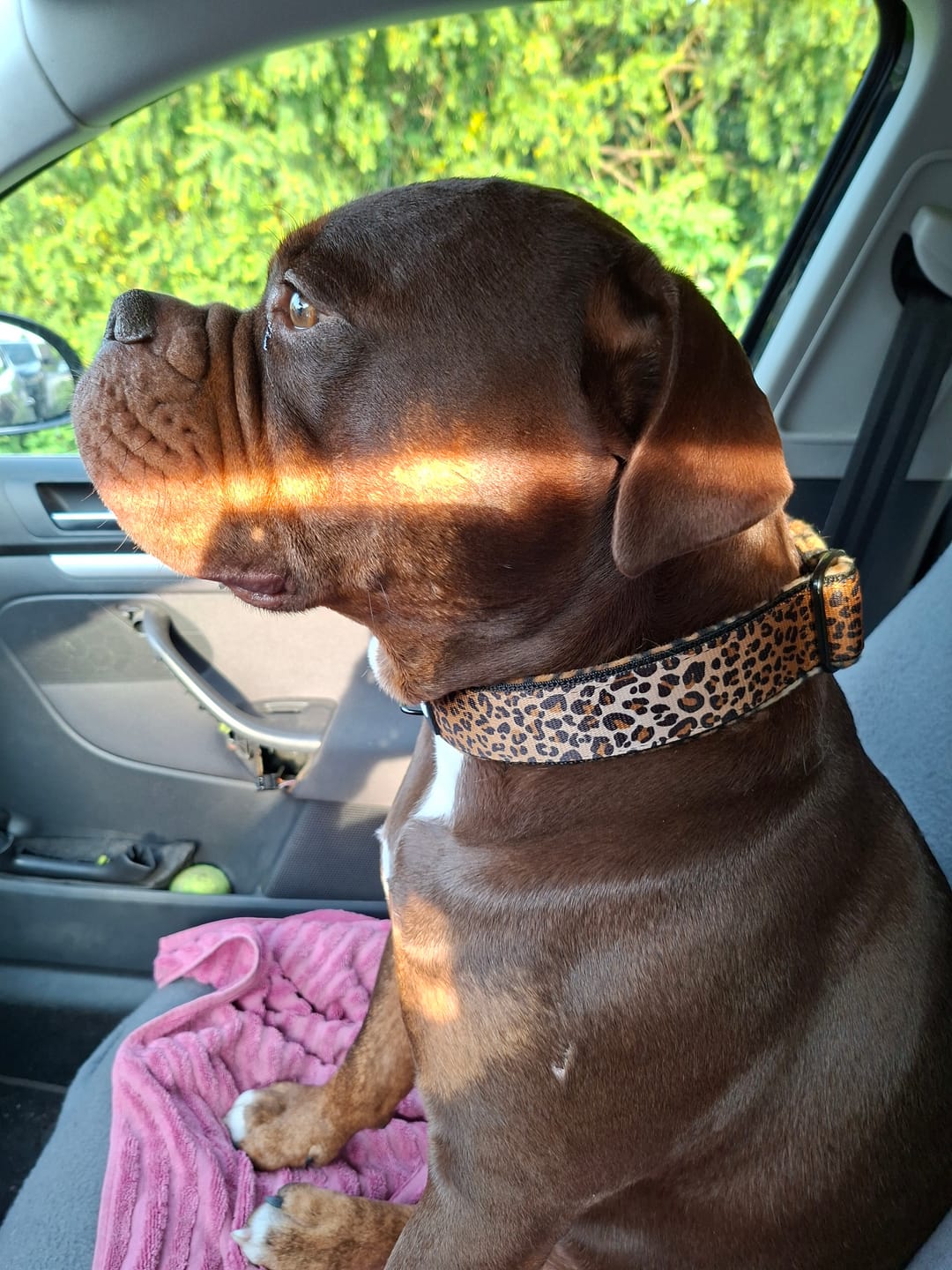 Customer photo review of Martingale Leopard - Brett fodrat hundhalsband halvstryp