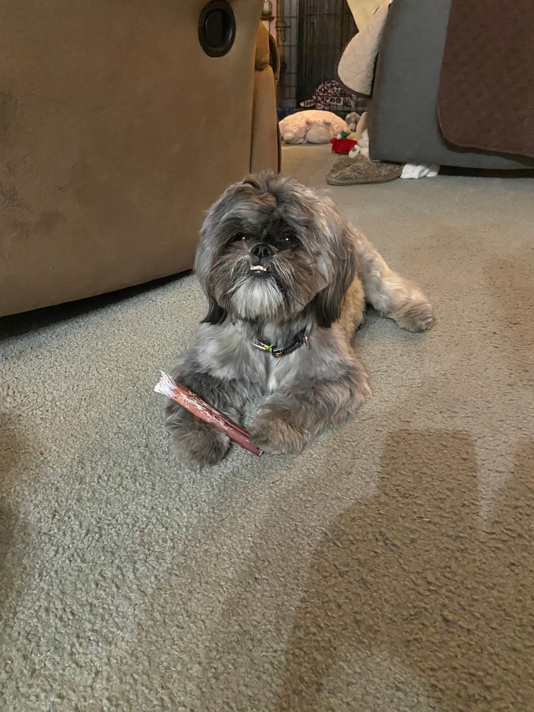 Customer photo review of 6 Inch Jumbo Bully Stick