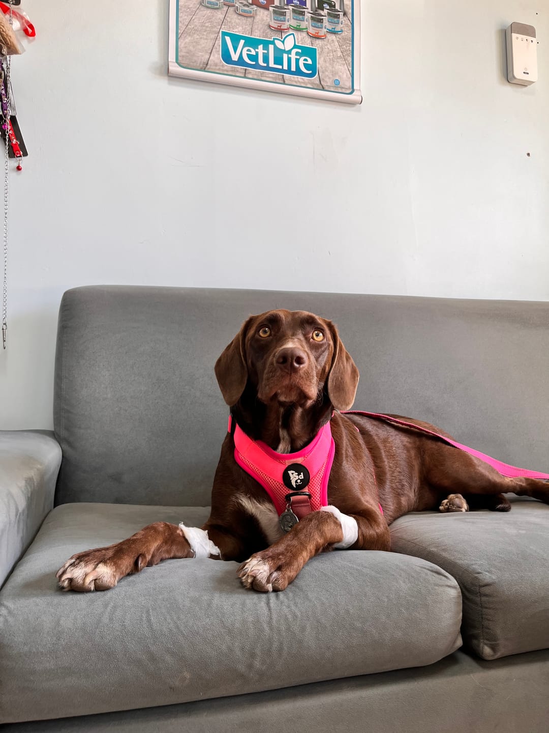Customer photo review of Arnés Puelo🦩Flamenco Chileno🦩