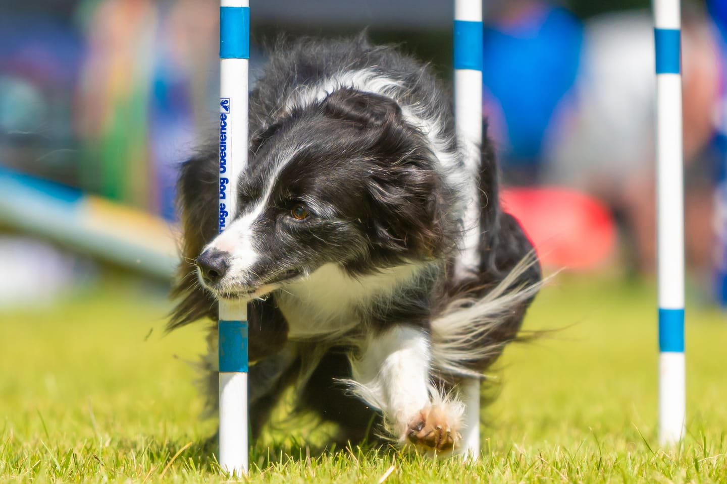 Customer photo review of 4CYTE Canine Epiitalis Forte for Dogs