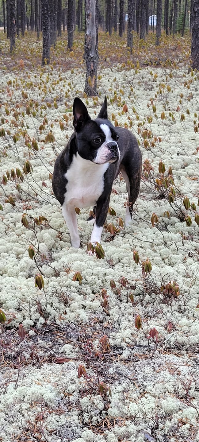 Customer photo review of COMBO ALLERGIES pour chiens et chats: OREL,TOXY