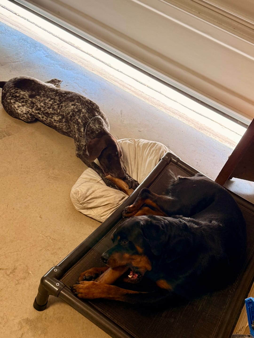 Customer photo review of Large Dog Spring Treat Bundle (41+ lbs)