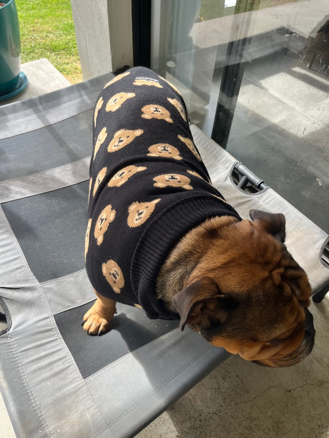 Customer photo review of Broken Teddy Bear Knit Dog Sweater - Black
