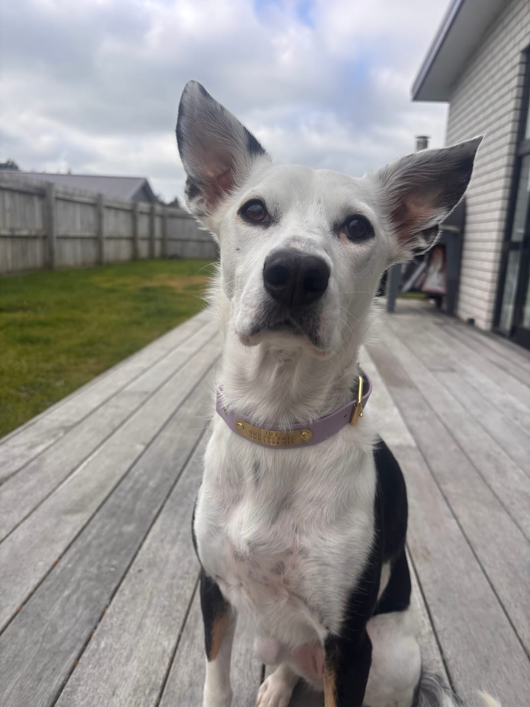 Customer photo review of Two Tone O Ring Collar - Waterproof BioThane® Custom Dog Collar