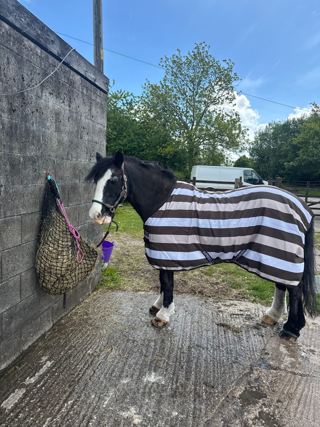 Customer photo review of Horse Gel Twin Pack