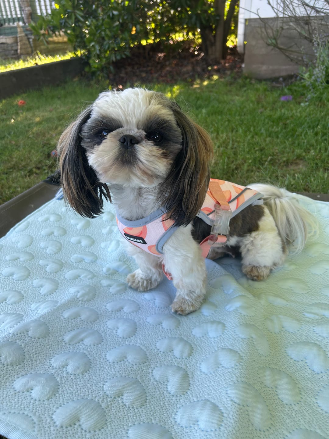 Customer photo review of Dog Cooling Vest - Peaches