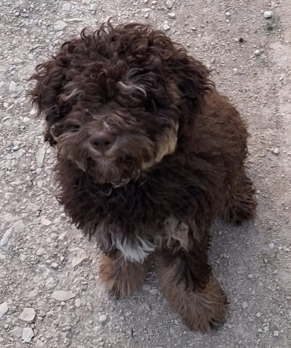 Customer photo review of Shampoing Sans Rinçage - Apaisant pour chien 🏔️