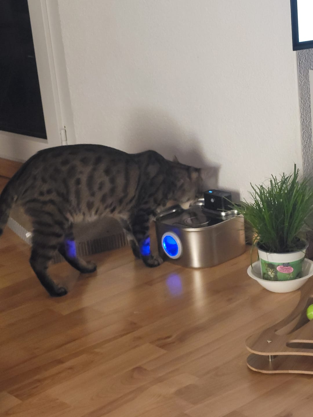 Customer photo review of PfotenBrunnen™ - Katzenwasserspender